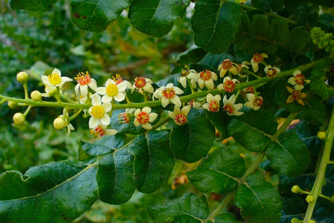 What is retinol and how does it benefit your skin?